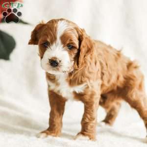 Dante, Cockapoo Puppy